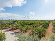 finca-can-vivot